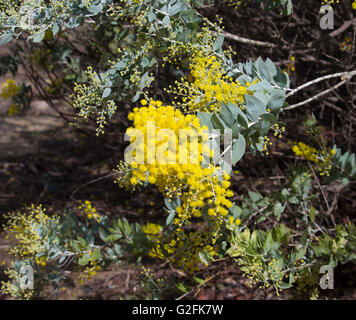 Giallo soffice e fragrante palle di Cootamundra graticcio baileyana Acacia specie a fioritura inizio inverno è dolce fragrantly attirare le api mellifere. Foto Stock