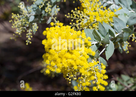 Giallo soffice e fragrante palle di Cootamundra graticcio baileyana Acacia specie a fioritura inizio inverno è dolce fragrantly attirare le api mellifere. Foto Stock
