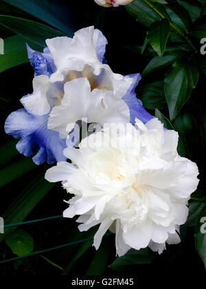 Iris e peonie fioritura in giardino Foto Stock