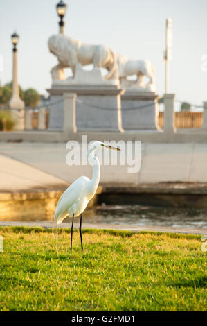 Elegante airone bianco rivolto verso il sorgere del sole su Matanzas Baia vicino al Ponte dei Leoni nel centro di Sant'Agostino, Florida. (USA) Foto Stock