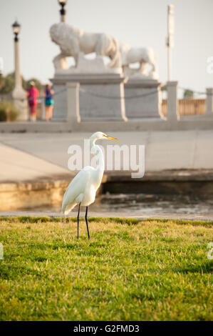 Elegante airone bianco rivolto verso il sorgere del sole su Matanzas Baia come pareggiatori per attraversare il Ponte dei Leoni a St. Augustine, Florida. (USA) Foto Stock