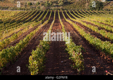 A Villafranca del Bierzo, Spagna: vigneti lungo il Camino Francés. Foto Stock