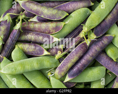 I piselli in cialde. Fresco giardino produrre, raccolte a mano. Viola e verde varietà pod. Foto Stock