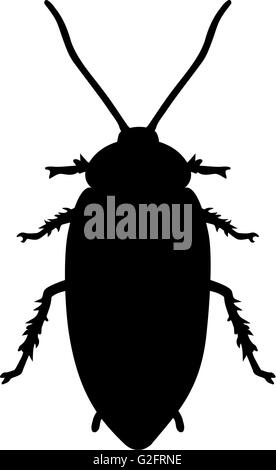 Scarafaggio Foto Stock