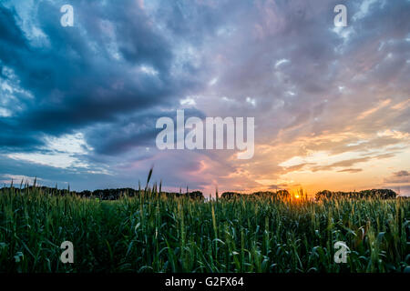 red sunset over green field with road Foto Stock