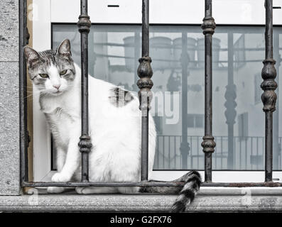 Gatto seduto sul davanzale dietro la griglia in metallo.. Foto Stock