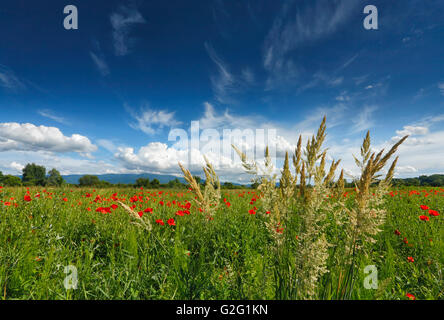 Campo di papavero con bellissimo cielo molto nuvoloso Foto Stock