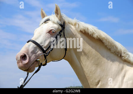 Ritratto di un giovane stallone cremello Foto Stock