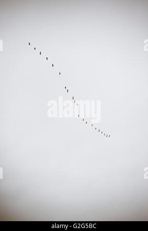 Stormo di uccelli nel cielo nuvoloso Foto Stock