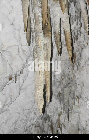 Di colore scuro stalattiti nel mezzo di Grotta Bianca parete nella caverna di Ruakuri, Nuova Zelanda Foto Stock