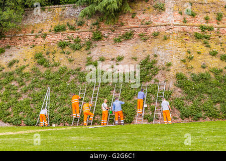 I lavoratori della città di indumenti di segnalazione durante la raccolta di capperi da piante rampicanti lungo le mura medievali del municipio Foto Stock