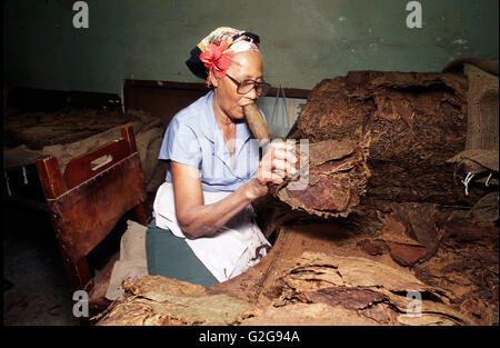 Cuba - Avana Partagas fabbrica. Donna cubana con grande sigaro seleziona le foglie di tabacco per la produzione di sigari Foto Stock