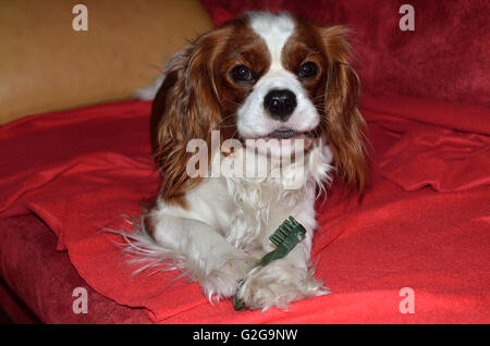 Bel cane Cavalier King Charles Spaniel è mangiare dental stick in forma di spazzolino da denti Foto Stock