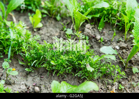 Carota organico vivaio coltivazione nell'orto Foto Stock