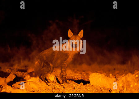 La Iena marrone (Parahyaena brunnea) di notte, Ongava Game Reserve, Namibia Foto Stock