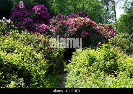 Sentiero a piedi nei giardini di rododendro, nel parco dei cervi, Dublino, Irlanda Foto Stock