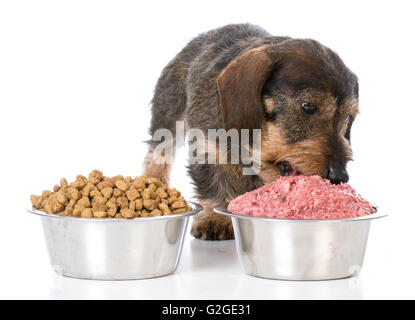 Miniatura wirehaired bassotto scegliendo materie oltre kibble Foto Stock