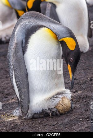 Un genitore re Penguin guarda un uovo sui suoi piedi Foto Stock