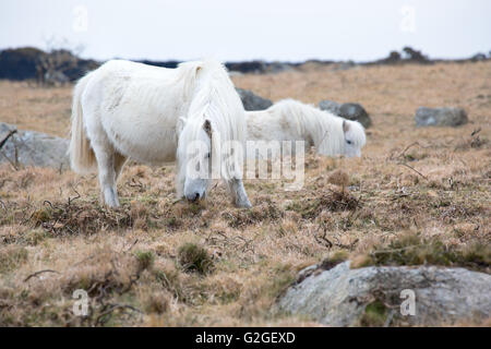 A Dartmoor pony pascolano sulla brughiera Parco Nazionale di Dartmoor Devon UK Foto Stock