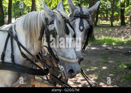 Serbia - Due imbrigliato progetto di cavalli Foto Stock