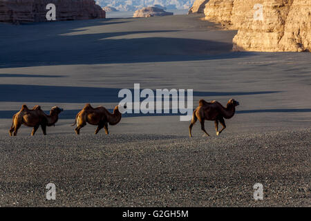 Cammelli selvatici nel parco geologico di Yardang o nel parco geologico nazionale di Dunhuang, patrimonio dell'umanità dell'UNESCO, provincia di Gansu, Cina. Foto Stock