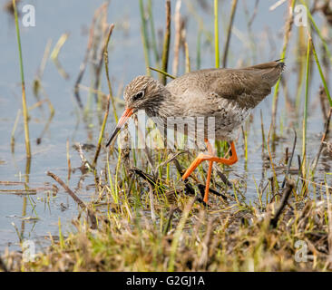Redshank Tringa totanus alla ricerca di cibo lungo una palude nei livelli di Somerset REGNO UNITO Foto Stock