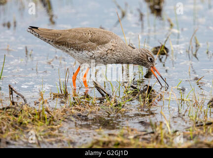 Redshank Tringa totanus alla ricerca di cibo lungo una palude nei livelli di Somerset REGNO UNITO Foto Stock