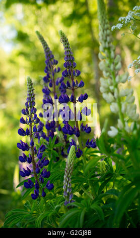 Gruppo di Fiori di lupino in giardino la mattina d'estate, piccolo gruppo, profondità minima. Fioriture di viola. Foto Stock