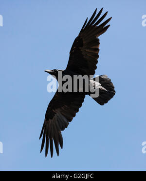 Corvo imperiale Corvus corax flying overhead Foto Stock