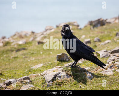 Corvo imperiale Corvus corax su carbonifero scogliere calcaree della penisola di Gower nel South Wales UK Foto Stock