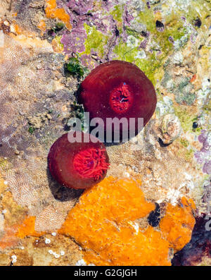 Anemoni Beadlet Actinia equina in acqua bassa marea piscina di roccia sulla Penisola di Gower nel South Wales UK Foto Stock