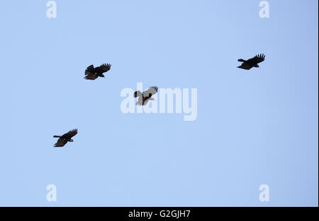 Quattro Red fatturati Choughs Pyrrhocorax pyrrhococorax mostrando grandi ali interdigitati &zampe rosse & fatture Penisola di Gower South Wales UK Foto Stock