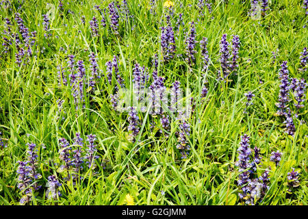 Bugle Ajuga reptans crescente colonia su una banca erboso vicino al Lyme Regis Dorset Regno Unito Foto Stock