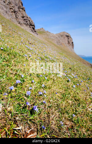 Molla fiori squill Scilla verna pascolato tappeti erbosi pendii scogliera sulla Penisola di Gower nel South Wales UK Foto Stock