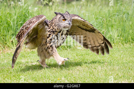 Gufo reale Bubo bubo camminando lungo il terreno con le ali distese - addestrato bird Gloucestershire Foto Stock
