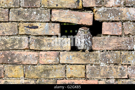 Civetta Athene noctua guardando fuori di un foro in un muro di mattoni - GLOUCESTERSHIRE REGNO UNITO Foto Stock