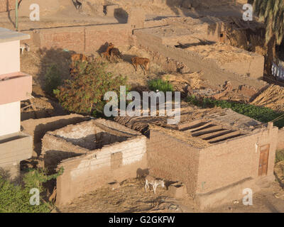 Le scuderie e dei recinti del bestiame a fianco di abitazioni sulla riva occidentale del Fiume Nilo a Luxor, Egitto Foto Stock