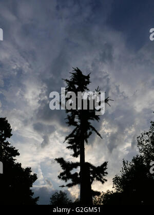 Un Atlante blu albero di cedro a Christchurch Green Wanstead contro un meditabondo Cielo di tramonto. Foto Stock