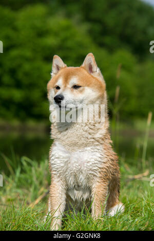 Vicino sul Shiba Inu cane Foto Stock