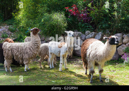 Lama e alpaca in un piccolo allevamento in Valle Sacra, Perù Foto Stock