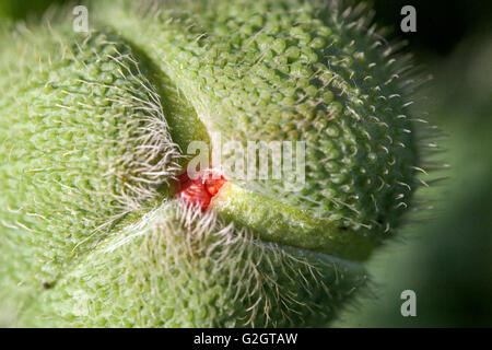 Orientale Poppy, papaver fiore gemma primo piano su fiore apertura Foto Stock