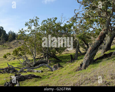 Madre di alberi vecchi, crescita, Hawaiian latifoglie Legacy, Kukaiau Foto Stock