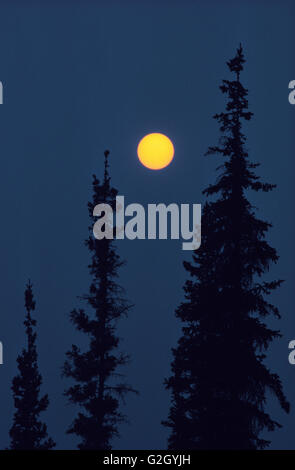 Nero abete rosso (Picea mariana) e sun con fumo da incendio di foresta Parco Nazionale Nahanni Northwest Territories Canada Foto Stock