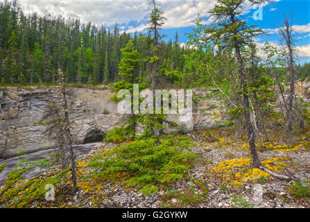 Trota di fiume Samdaa Deh cade (Mackenzie autostrada) Samdaa Deh cade parco territoriale Northwest Territories Canada Foto Stock