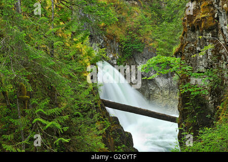 Cascata sul piccolo fiume Qualicum Little Qualicum River Falls Parco Provinciale della Columbia britannica in Canada Foto Stock