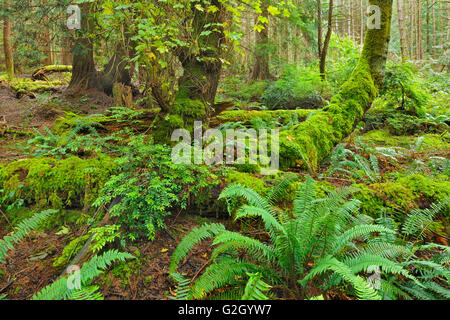 Bosco su Hornby isola nel Golfo Isole Helliwell Parco Provinciale della Columbia britannica in Canada Foto Stock