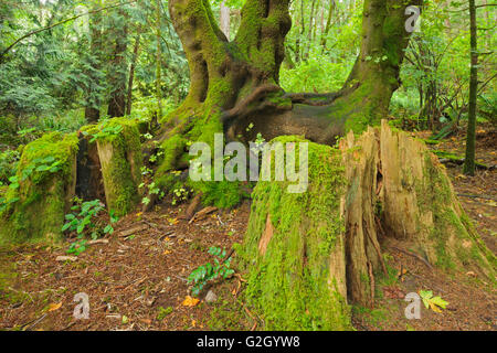 Bosco su Hornby isola nel Golfo Isole Helliwell Parco Provinciale della Columbia britannica in Canada Foto Stock