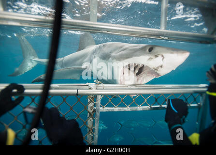 Il grande squalo bianco, Carcharodon carcharias, vista subacquea a Isole Neptune, Sud Australia. Foto Stock