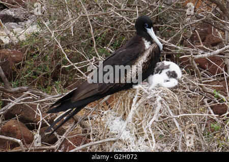 Femmina Frigatebird magnifico con pulcino nel suo nido (Fregata magnificens). Fotografato nelle Galapagos Isola, Ecuador Foto Stock