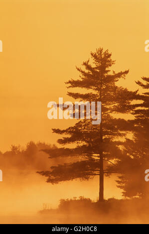 Alberi nella nebbia mattutina Burwash Ontario Canada Foto Stock